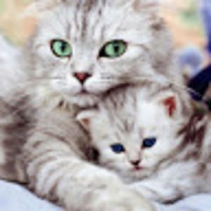 Meet your Posher, Djiba